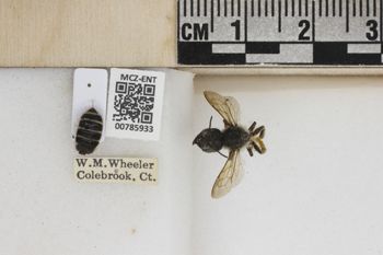 Media type: image;   Entomology 785933 Aspect: Labels